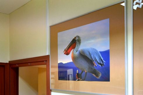 Wernisaż wystawy "Pelikany kędzierzawe"