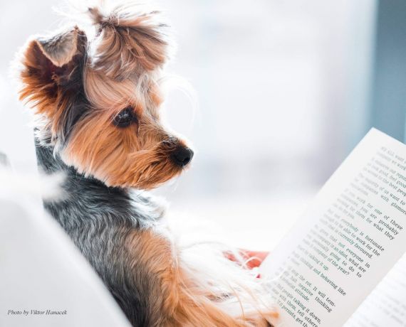 pies czytający książkę