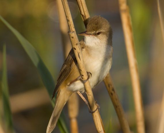 Niewielki brązowy ptak siedzi na gałązce